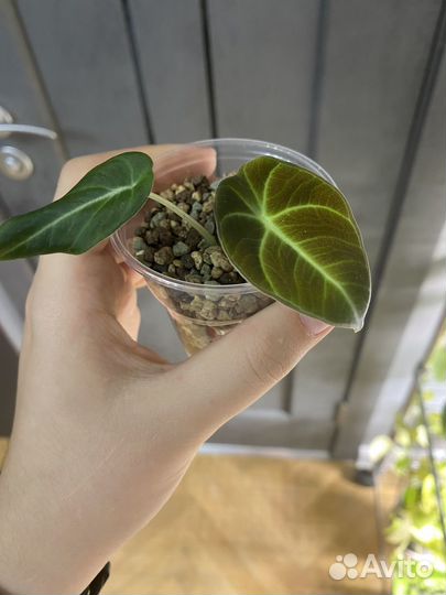 Клубни алоказий, филодендрон, церопегия вар