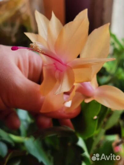 Декабрист шлюмбергера розовый и желтый