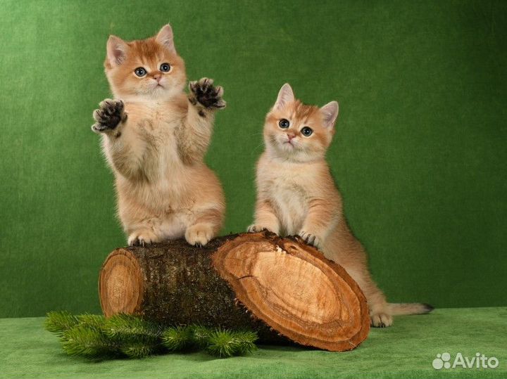 Золотая шиншилла,котята