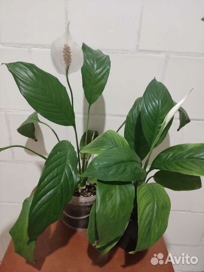 Спатифиллум, монстера