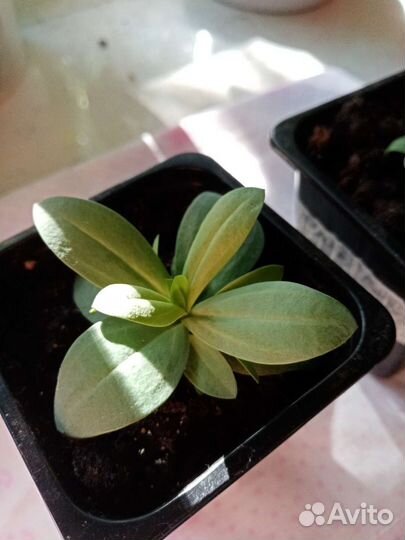 Эустома рассада