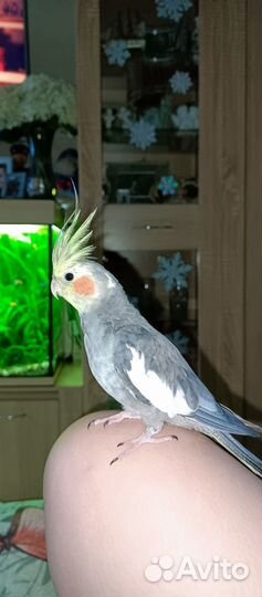 Два птенца кореллы(мальчики)