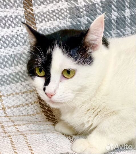 Уникальная красавица кошечка Маска ищет дом