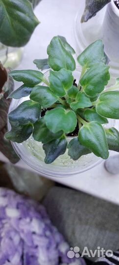 Фиалочки Milady