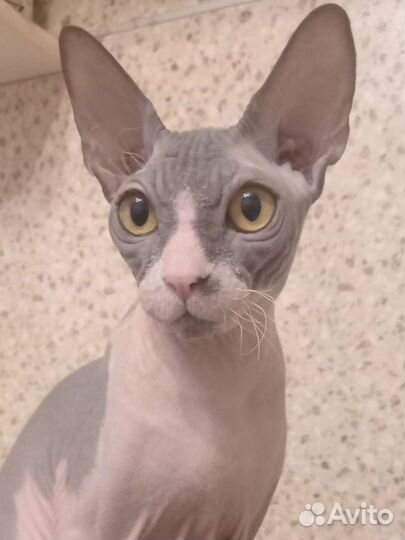 Канадский сфинкс девочка ищет котика для вязки