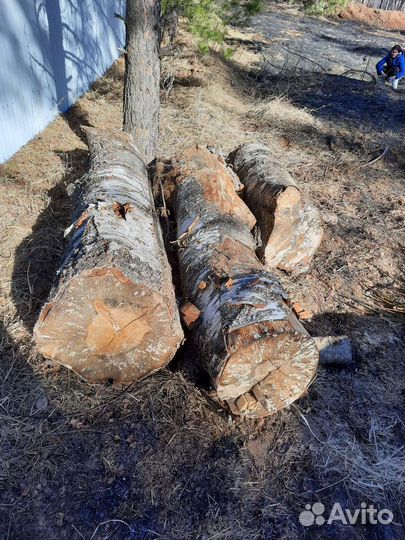 Берёза для поделок, от 50см