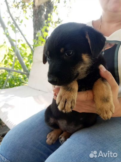 Собака в добрые руки