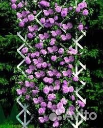 Плетистая роза Индиголетта