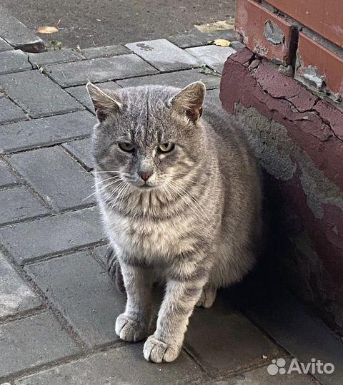 Кошка в дар