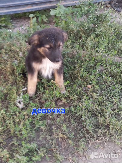 Собака в добрые руки отдам бесплатно