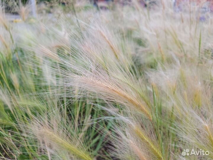 Маргаритки и цветы для горки. Ячмень гривастый