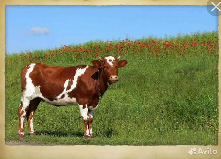 Корова молодая стельная