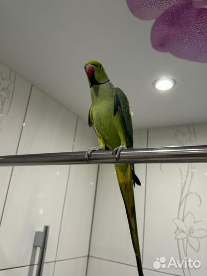 Продам Ожерелового попугая