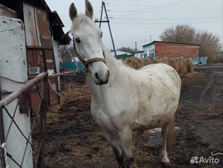 Лошадь с жеребенком