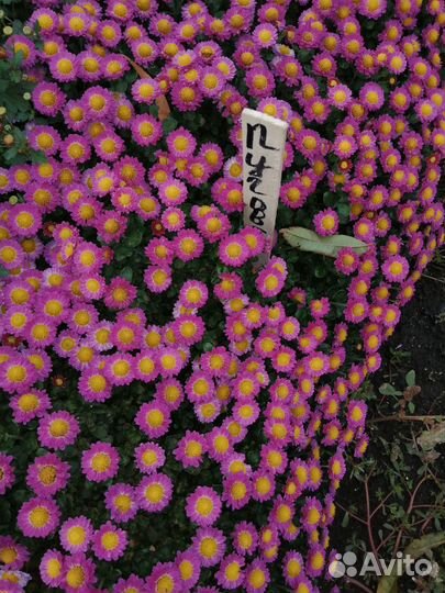 Продаём многолетние цветы. Дубочки, мульти флора