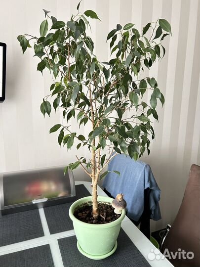 Фикус бенджамина