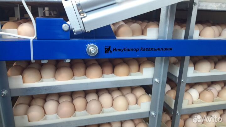 Суточные и подрощенные Бройлеры на Август-Октябрь