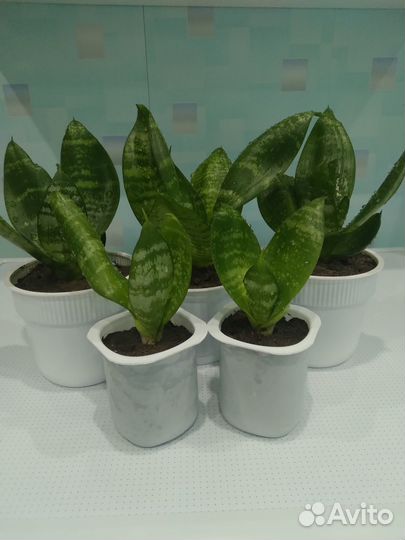 Сансевиерия ханни низкорослая