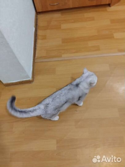 Шотландский кот на вязку