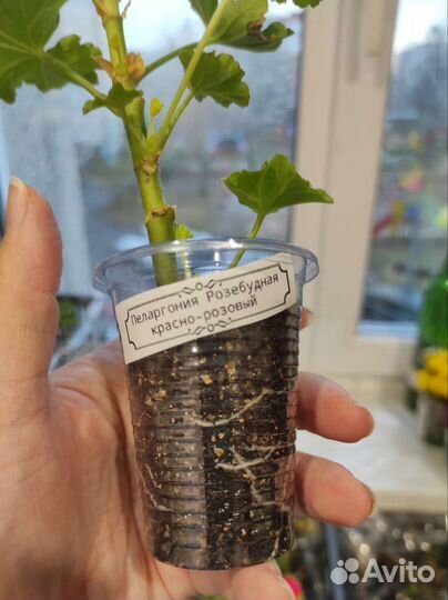 Пеларгония герань сортовая укорененные