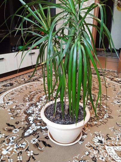 Пальма драцена