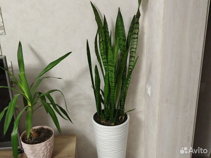 Сансевиерия, Щучий хвост, (Тёщин язык)