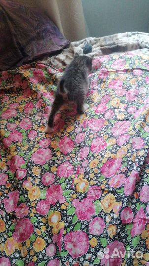 Котята в добрые руки, брат с сестрой