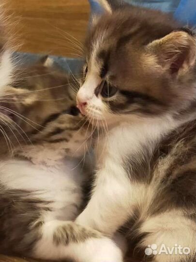 Котенок в дар