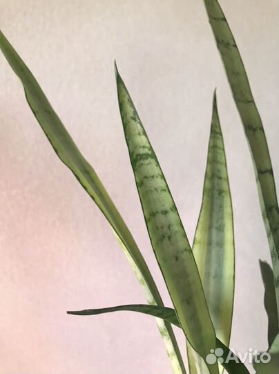 Сансевиерия Леди Голд