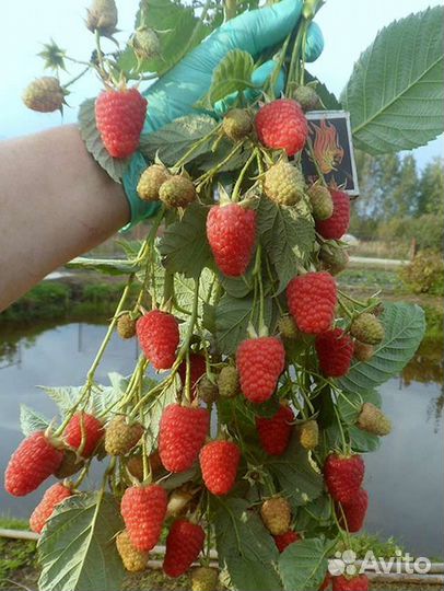 Саженцы, рассада ремонтантной малины Маравила