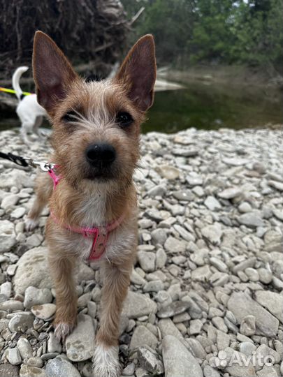 Девочка метис Йорка