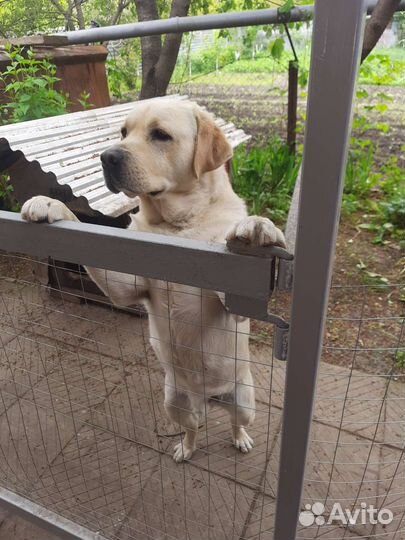 Лабрадор вязка