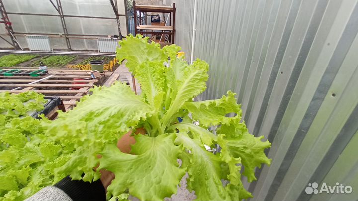 Салат листовой