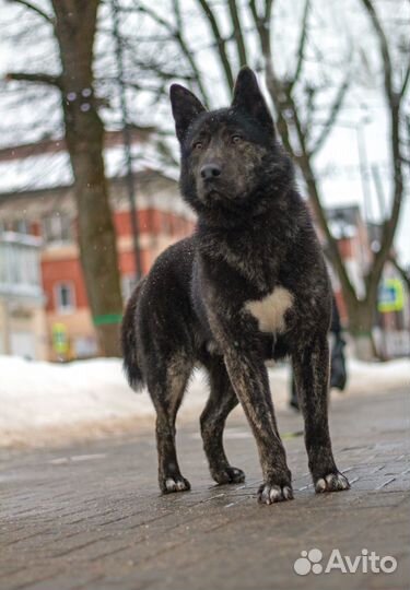 Овчарка даром