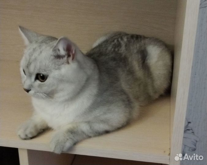 Шотландский молодой кот котёнок