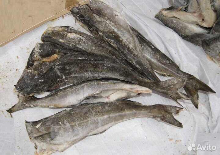 Рыба белая сайда/треска с/м из Мурманска, доставка