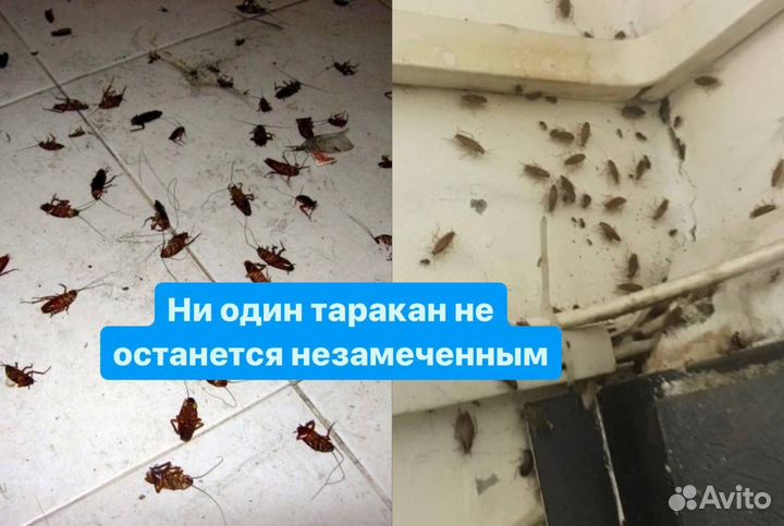 Уничтожение клопов, тараканов, грызунов