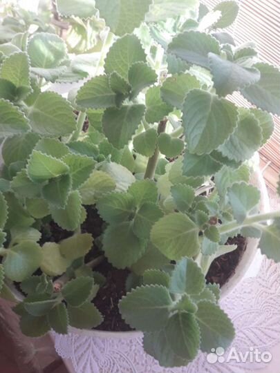 Мята домашняя