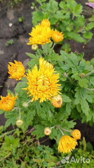 Хризантема кустовая