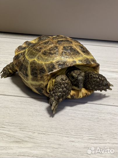 Черепаха сухопутная