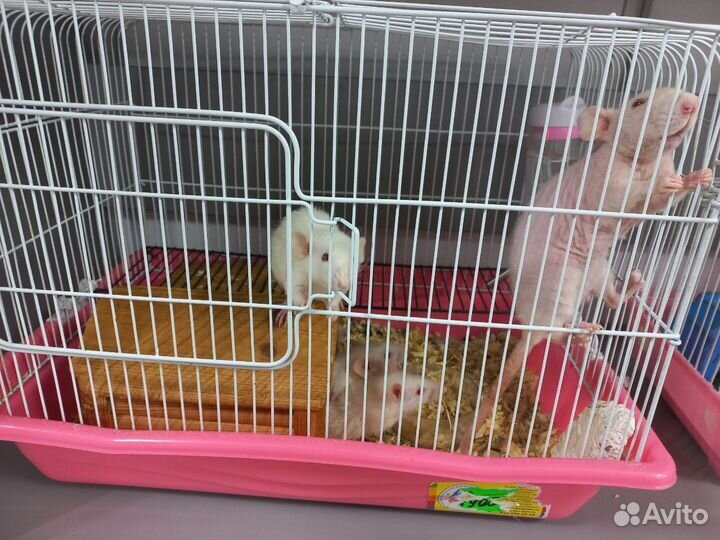 Крыса дамбо и джунгарские хомячки