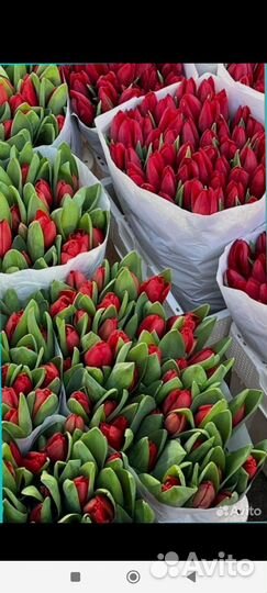 Тюльпаны опт от 200