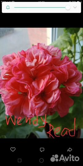 Пеларгония герань