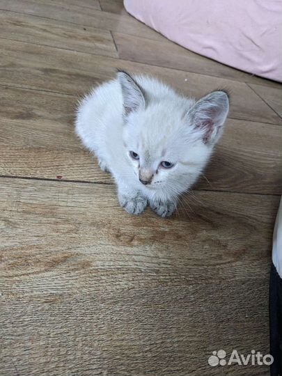 Кошка в дар бесплатно
