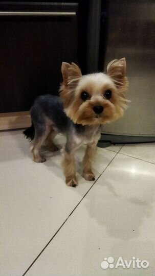 Вязка Йоркширский терьер