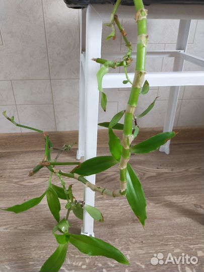 Комнатные цветы герань и золотой ус