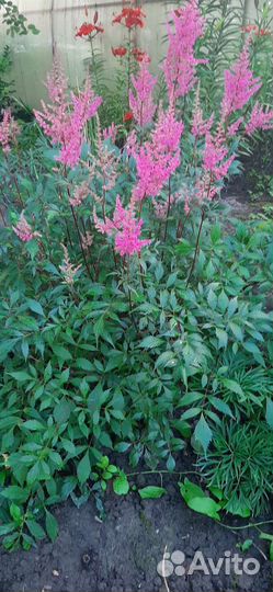 Жасмин, буквица, хосты, астильба, примула, нарцисс