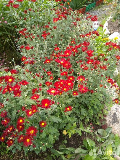 Хризантема корейская раннецветущая