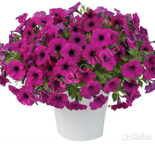 Вегетативная петуния серии Cascadias