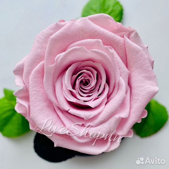 Роза в колбе живая